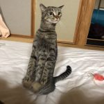 レス1番の画像サムネイル