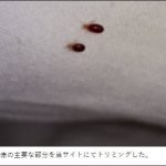 レス1番の画像サムネイル