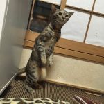 レス1番の画像サムネイル