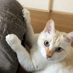 レス1番の画像サムネイル