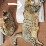 レス1番の画像サムネイル