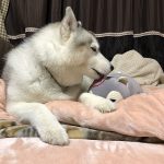 レス1番の画像サムネイル