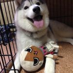 レス1番の画像サムネイル