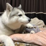 レス1番の画像サムネイル