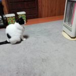 レス1番の画像サムネイル