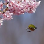 レス1番の画像サムネイル