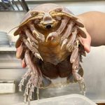 レス1番のサムネイル画像