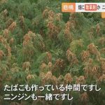 レス1番のサムネイル画像