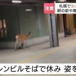 レス1番のリンク先のサムネイル画像