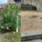 レス1番のリンク先のサムネイル画像