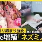 レス1番のリンク先のサムネイル画像