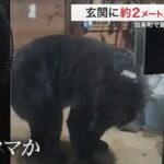 レス1番のリンク先のサムネイル画像