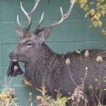 レス1番のリンク先のサムネイル画像