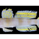 レス2番の画像2