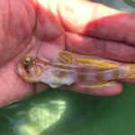 レス2番の画像1