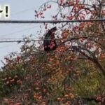 レス1番のリンク先のサムネイル画像