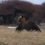 レス1番のリンク先のサムネイル画像