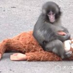 レス1番のリンク先のサムネイル画像