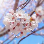 レス2番のリンク先のサムネイル画像