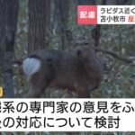 レス1番のリンク先のサムネイル画像