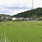 レス1番のリンク先のサムネイル画像
