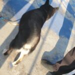 レス1番のリンク先のサムネイル画像